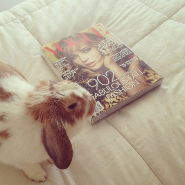 Bunny + Vogue